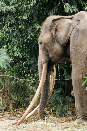 Asian Elephant Male with long tusks , The forks are fangs that have been developed to be larger, can...