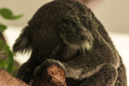 Koala fell asleep in the tree. Usually koalas move slowly. Spend 16â24 hours of sleep per day. To maintain energyの写真素材
