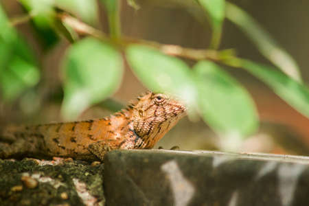 The brown chameleon lies on the rock, camouflage in harmony with nature.の写真素材