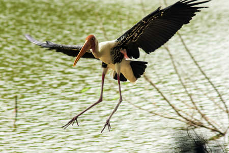 Painted Stork is flying over the pond. To feed on the herd in shallow waters along rivers or lakesの写真素材