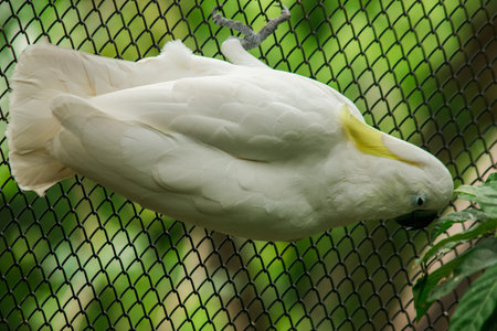 The white Cockatoo in the zoo cage, the Cockatoo is a beautiful bird. The male bird has black eyes. The wife's eyes are red or brown.の写真素材