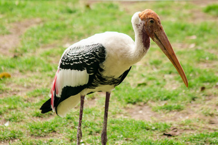 Painted Storks walk on the lawn. And has a unique pink plumagePainted Stork (Mycteria leucocephala)...