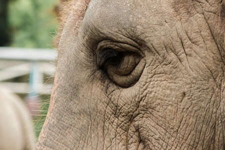Elephants are animals that have small eyes compared to their size.の写真素材