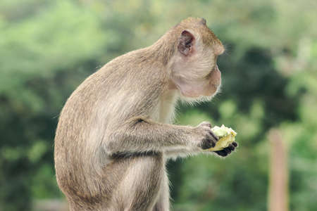 Crab-eating Macaque is eating the fruit in his hand.
The macaque has brown hair on its body. The tail is longer than the length of the body. The hair in the middle of the head is pointed upright.の写真素材
