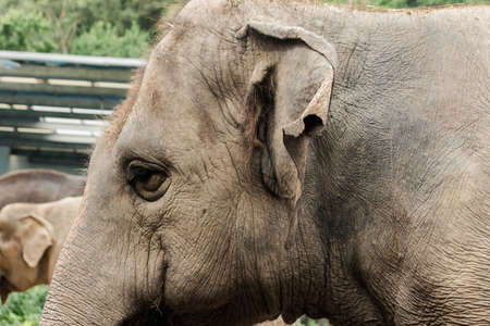 Asian female elephant ears in the zoo
Asian elephants have a thick body skin.の写真素材
