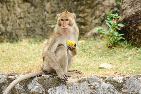 Crab-eating Macaque is eating the fruit in his hand.
The macaque has brown hair on its body. The tail is longer than the length of the body. The hair in the middle of the head is pointed upright.の写真素材