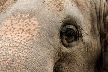 Elephants are animals that have small eyes compared to their size.の写真素材