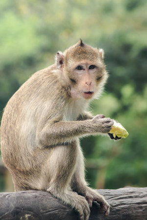Crab-eating Macaque is eating the fruit in his hand.
The macaque has brown hair on its body. The tail is longer than the length of the body. The hair in the middle of the head is pointed upright.の写真素材