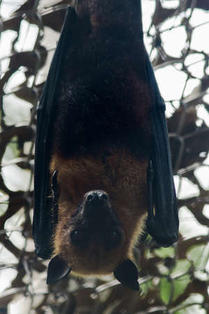 Lyles flying fox hanging upside down in a zoo cage
The flying fox is a large bat and As a mammal That is considered to be flying, the feathers of the abdomen and back are golden brown, the tip of the earsの写真素材