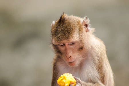 Crab-eating Macaque is eating the fruit in his hand.
The macaque has brown hair on its body. The tail is longer than the length of the body. The hair in the middle of the head is pointed upright.の写真素材