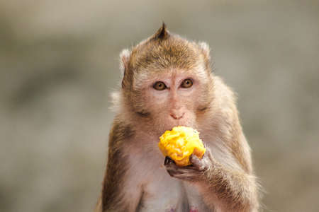 Crab-eating Macaque is eating the fruit in his hand.
The macaque has brown hair on its body. The tail is longer than the length of the body. The hair in the middle of the head is pointed upright.の写真素材