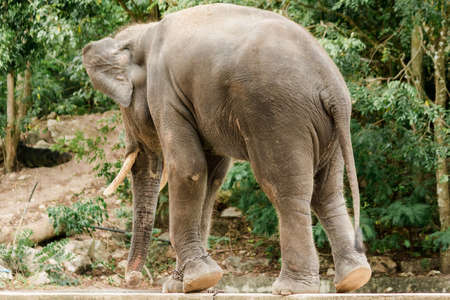 Male Asian elephants with tusks on their backs are chained in a zoo.
The Asian elephant is the largest land animal in Asia.の写真素材
