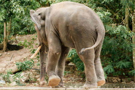 Male Asian elephants with tusks on their backs are chained in a zoo.
The Asian elephant is the largest land animal in Asia.の写真素材