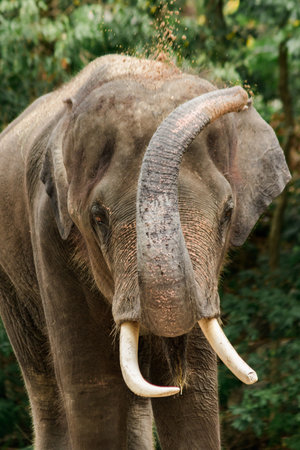 Elephants use their trunks to grasp the dirt and shake them onto the skin of the body.の写真素材