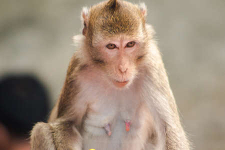 Crab-eating Macaque, looking for something interesting.
The macaque has brown hair on its body. The tail is longer than the length of the body. The hair in the middle of the head is pointed upright.の写真素材