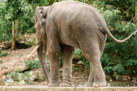A male Asian elephant with tusks standing back,
The Asian elephant is the largest land animal in Asia.の写真素材