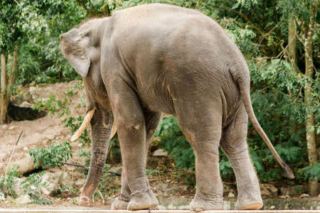 Male Asian elephants with tusks on their backs are chained in a zoo.
The Asian elephant is the largest land animal in Asia.の写真素材