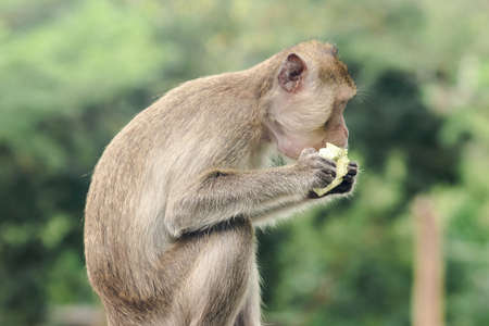 Crab-eating Macaque is eating the fruit in his hand.
The macaque has brown hair on its body. The tail is longer than the length of the body. The hair in the middle of the head is pointed upright.の写真素材