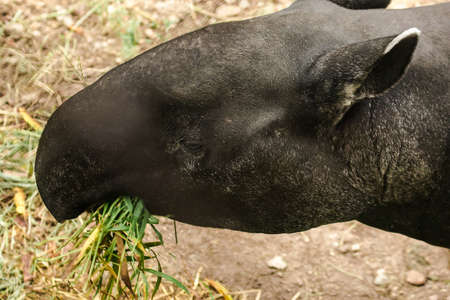 Tapirs feed on leaves, young plants, fruits, aquatic plants and grass for food.の写真素材