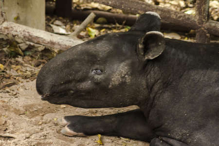 Malayan Tapir (Tapirus indicus) lies on the ground.
Malayan Tapir is a single hoofed animal. Has the appearance of a pig Rhino-like hooves Long rounded nose and lips protruding like an elephant trunk. Short tail resembling a bear's tail Small, short, round ears, small eyesの写真素材