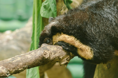 The Black Giant Squirrel was lying on a large branch.Black Giant Squirrel (Ratufa bicolor) is a...
