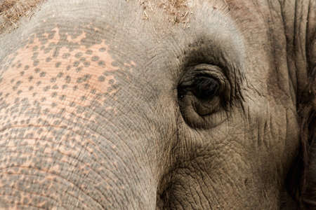 Elephants are animals that have small eyes compared to their size.の写真素材