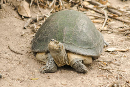 Yellow-headed Temple Turtle (Hieremys annandalii) on sand
Hieremys annandalii is a large turtle weighing 12 kilograms, with round shells like dark green lotus leaves.の写真素材
