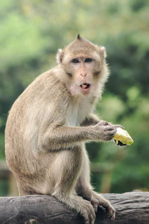 Crab-eating Macaque is eating the fruit in his hand.
The macaque has brown hair on its body. The tail is longer than the length of the body. The hair in the middle of the head is pointed upright.の写真素材
