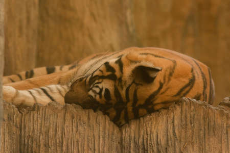 Tiger sleeps on the floor with ease.
Current status : Near extinction
Were exhibited in the zooの写真素材