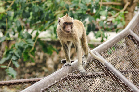 Crab-eating Macaque is climbing the fence.
The macaque has brown hair on its body. The tail is longer than the length of the body. The hair in the middle of the head is pointed upright.の写真素材