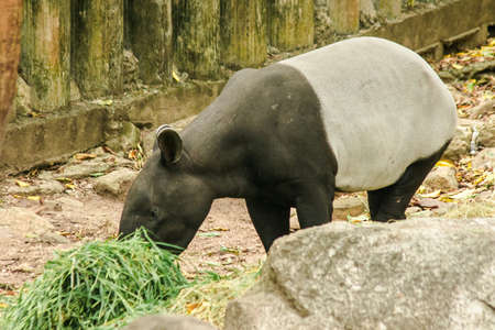 Tapirs feed on leaves, young plants, fruits, aquatic plants and grass for food.の写真素材