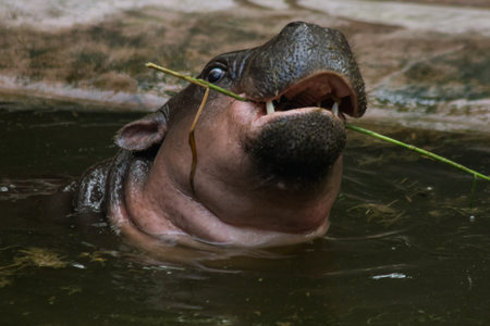 Hippopotamus lives in water, Hippopotamus is a large round animal. And has a very wide mouthの写真素材