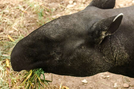 Tapirs feed on leaves, young plants, fruits, aquatic plants and grass for food.の写真素材