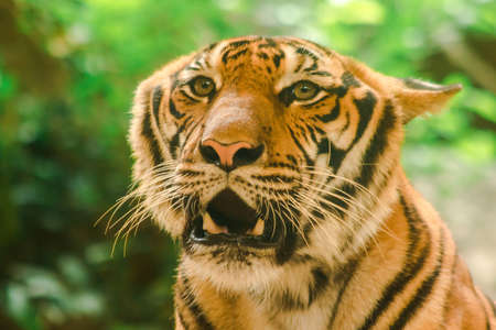 Sibirian Tiger, Amur Tiger, were gazing with awe-inspiring gaze.Sibirian Tiger, Amur Tiger, were gazing with awe-inspiring gaze.
Siberian Tiger Its body is yellow or yellowish orange. With black lines transverse stripesの写真素材