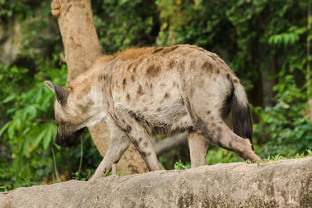 Spotted Hyaena walking on a rock. Hyaena is the largest type of hyena.Polka-dot hyenas are similar to common hyenas. But bigger Have a body weight of up to 60â70 kgの写真素材
