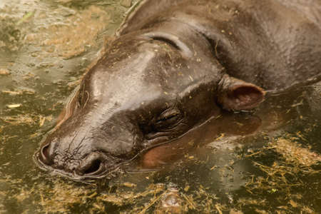 Hippopotamus lives in water, Hippopotamus is a large round animal. And has a very wide mouthの写真素材