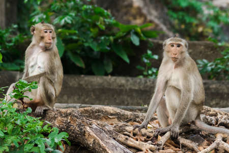 Crab-eating Macaque sits on the floor looking The macaque has brown hair on its body.の写真素材
