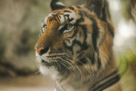 The tiger's gaze had a terrifying eye.The eyes of a tiger look.Tigers have the brightest eyes of all beasts.の写真素材
