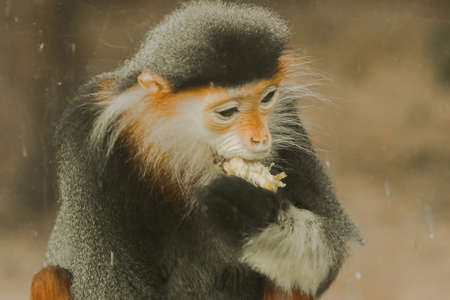 Red-shanked Douc Langur is sitting down to eat. Red-shanked Douc Langu has a very eye-catching color. It is considered the most beautiful lemurs in the world.の写真素材