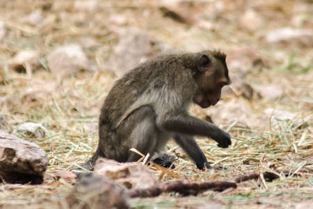 Crab-eating Macaque sits on the floor looking The macaque has brown hair on its body.の写真素材