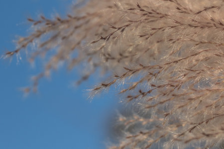 Macro photo, flower, grass background, macro photography, flower, dry grass background, close-up, pollen, flower, dry grassの写真素材