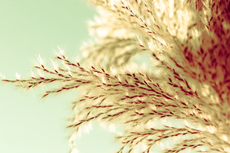 Macro photo, flower, grass background, macro photography, flower, dry grass background, close-up, pollen, flower, dry grassの写真素材