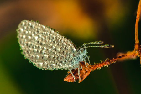 Water droplets on butterflies, Leptosia nina on flowers,の写真素材