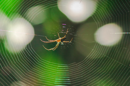 Orb-weaver spiders in nature are building webs.
The circular web spider is another species found in many areas of Thailand.の写真素材