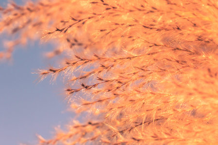 Macro photo, flower, grass background, macro photography, flower, dry grass background, close-up,...