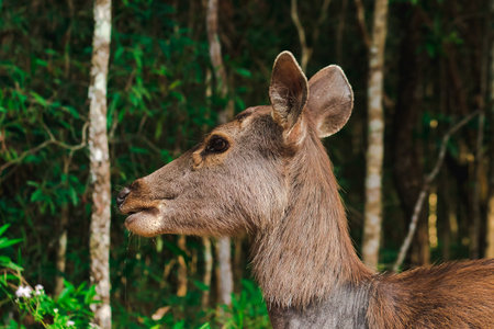 A female wild deer looking , The wild deer is furry, rough, hard, brown.の写真素材
