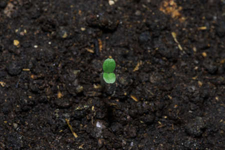 The seeds germinate, leaving young leaves out of the soil to grow.の写真素材