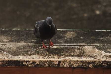 Pigeons on the roof , Pigeons are poultry that we can see everywhere.の写真素材