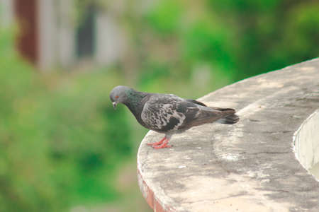 Pigeons on the roof , Pigeons are poultry that we can see everywhere.の写真素材