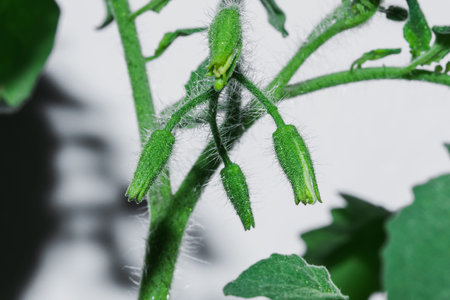Blooming tomato pollen macro,Tomatoes are a crop Rich in nutrientsの写真素材